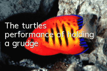 The turtle's performance of holding a grudge