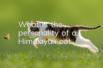 What is the personality of a Himalayan cat?