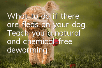 What to do if there are fleas on your dog. Teach you a natural and chemical-free deworming method.