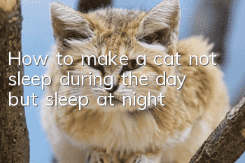 How to make a cat not sleep during the day but sleep at night?