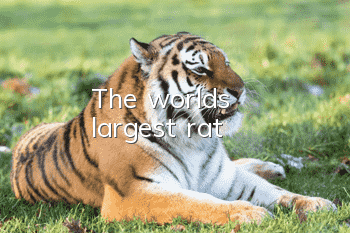 The world's largest rat