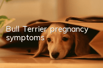 Bull Terrier pregnancy symptoms