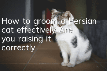 How to groom a Persian cat effectively? Are you raising it correctly?