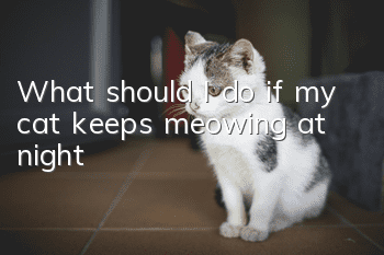 What should I do if my cat keeps meowing at night?