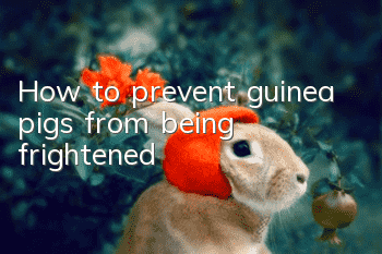 How to prevent guinea pigs from being frightened