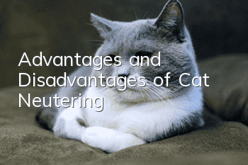 Advantages and Disadvantages of Cat Neutering