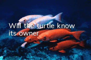 Will the turtle know its owner?