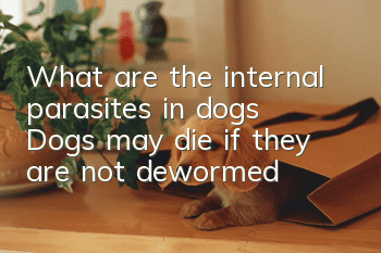 What are the internal parasites in dogs? Dogs may die if they are not dewormed