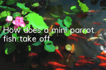 How does a mini parrot fish take off?