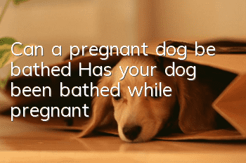 Can a pregnant dog be bathed? Has your dog been bathed while pregnant?