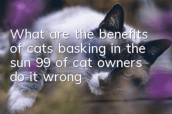 What are the benefits of cats basking in the sun? 99% of cat owners do it wrong!