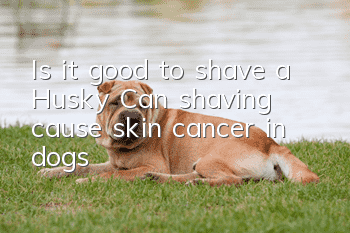 Is it good to shave a Husky? Can shaving cause skin cancer in dogs?