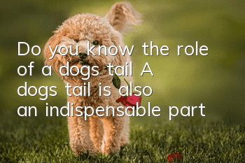 Do you know the role of a dog’s tail? A dog’s tail is also an indispensable part