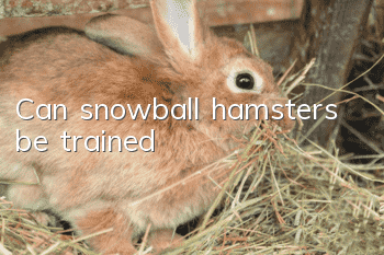 Can snowball hamsters be trained?