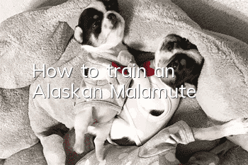 How to train an Alaskan Malamute