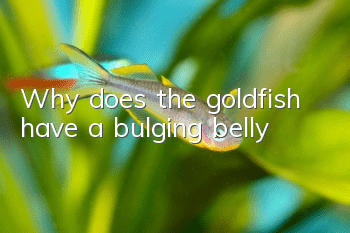 Why does the goldfish have a bulging belly?