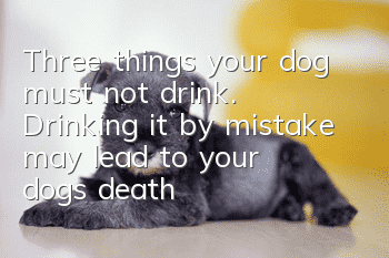 Three things your dog must not drink. Drinking it by mistake may lead to your dog’s death.