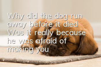 Why did the dog run away before it died? Was it really because he was afraid of making you sad?