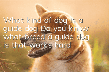 What kind of dog is a guide dog? Do you know what breed a guide dog is that works hard?