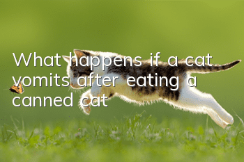 What happens if a cat vomits after eating a canned cat?