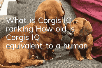 What is Corgi’s IQ ranking? How old is Corgi’s IQ equivalent to a human?