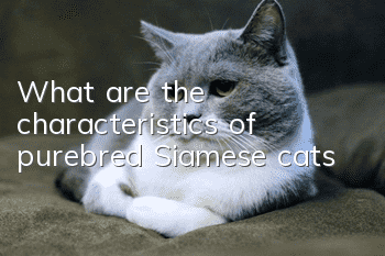 What are the characteristics of purebred Siamese cats?