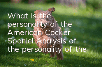 What is the personality of the American Cocker Spaniel? Analysis of the personality of the American Cocker Spaniel