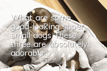 What are some good-looking super small dogs? These three are absolutely adorable.