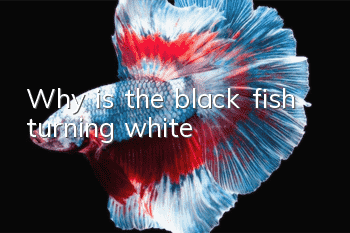 Why is the black fish turning white?