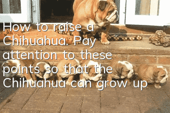 How to raise a Chihuahua. Pay attention to these points so that the Chihuahua can grow up healthily.