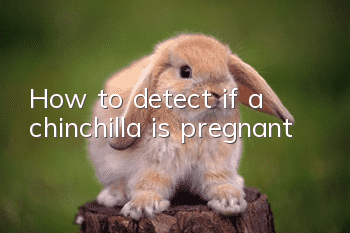 How to detect if a chinchilla is pregnant