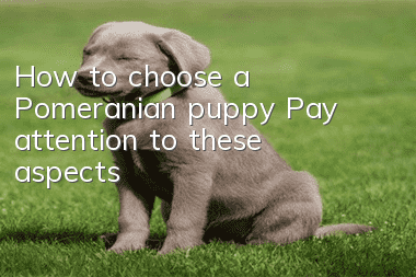 How to choose a Pomeranian puppy? Pay attention to these aspects