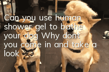 Can you use human shower gel to bathe your dog? Why don’t you come in and take a look!