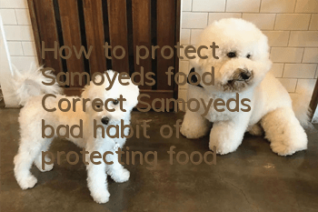 How to protect Samoyed’s food? Correct Samoyed’s bad habit of protecting food