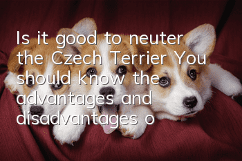 Is it good to neuter the Czech Terrier? You should know the advantages and disadvantages of neutering the Czech Terrier.