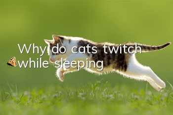 Why do cats twitch while sleeping?