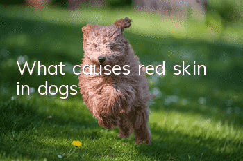 What causes red skin in dogs?