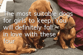 The most suitable dogs for girls to keep. You will definitely fall in love with these four types of dogs