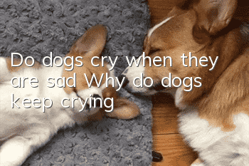 Do dogs cry when they are sad? Why do dogs keep crying?