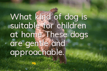 What kind of dog is suitable for children at home? These dogs are gentle and approachable.