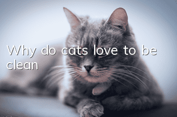 Why do cats love to be clean?