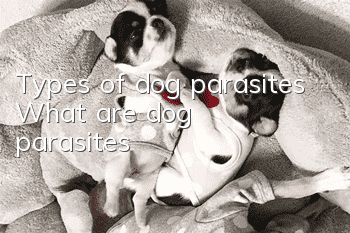 Types of dog parasites What are dog parasites?