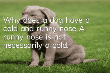 Why does a dog have a cold and runny nose? A runny nose is not necessarily a cold.