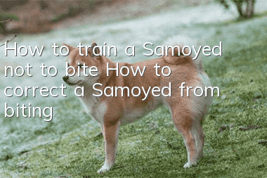 How to train a Samoyed not to bite How to correct a Samoyed from biting