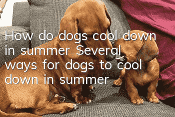 How do dogs cool down in summer? Several ways for dogs to cool down in summer