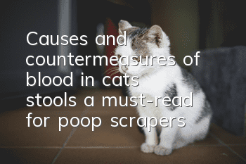 Causes and countermeasures of blood in cats’ stools, a must-read for poop scrapers!