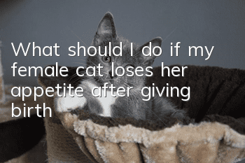 What should I do if my female cat loses her appetite after giving birth?