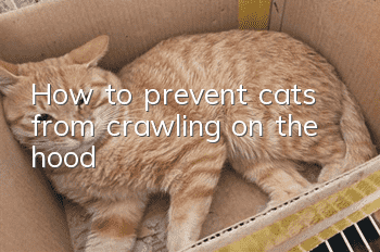 How to prevent cats from crawling on the hood