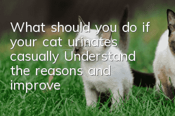 What should you do if your cat urinates casually? Understand the reasons and improve!