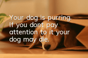 Your dog is purring. If you don’t pay attention to it, your dog may die.